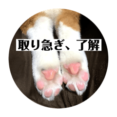 [LINEスタンプ] コーギーににむら