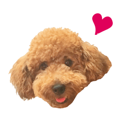 [LINEスタンプ] プードル WooHua