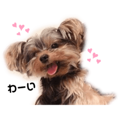 [LINEスタンプ] ヨークシャテリアみるくさん