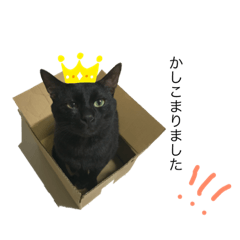 [LINEスタンプ] にゃんこたち！！