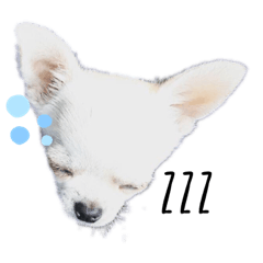 [LINEスタンプ] ちわわときどきあめしょ2