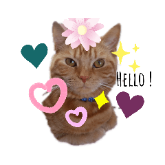 [LINEスタンプ] メープルちゃんのcat days☆