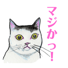[LINEスタンプ] 森田さんちの猫さんたちの画像（メイン）