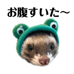 [LINEスタンプ] ferret☆日常スタンプ-3の画像（メイン）