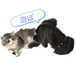 Dog＆Catの日常