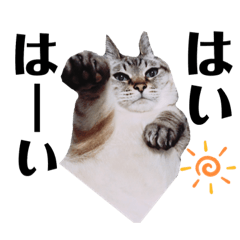 [LINEスタンプ] 老猫のリンちゃん③