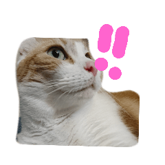 [LINEスタンプ] catCat solesの画像（メイン）