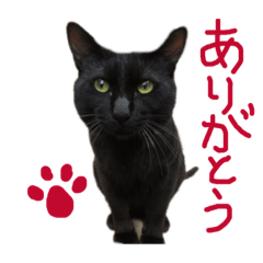 [LINEスタンプ] くぅニャンとあずき