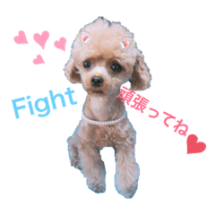 [LINEスタンプ] 愛犬あもちゃん
