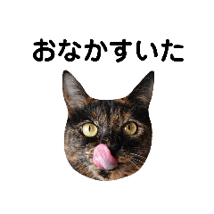 [LINEスタンプ] かわいいかわいいサビちゃん