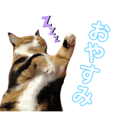 [LINEスタンプ] おまがりねこのきなこちゃん