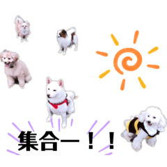 [LINEスタンプ] 犬まみれ