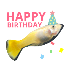 [LINEスタンプ] 熱帯魚01