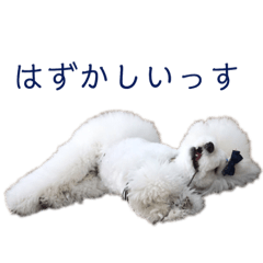 [LINEスタンプ] トイプードルがいっぱい