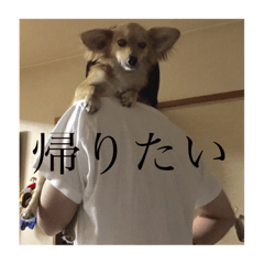 [LINEスタンプ] チワックス・ペリーの日常