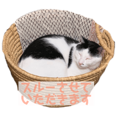 [LINEスタンプ] 日常の一言_うちの保護猫たち