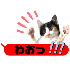 [LINEスタンプ] 横浜の保護猫たち 03
