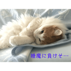 [LINEスタンプ] うちの息子猫たち
