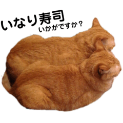 [LINEスタンプ] 我が家の猫たち（尊い）