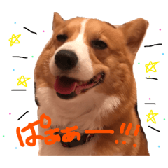 [LINEスタンプ] ごきげんコーギーりんちゃん