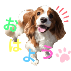 [LINEスタンプ] キャバリア・マクギーの挨拶スタンプ