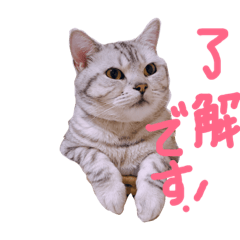 [LINEスタンプ] しー坊スタンプ
