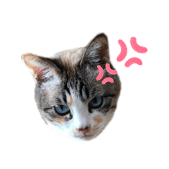 [LINEスタンプ] おちび cat stamp！