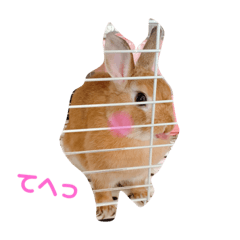 [LINEスタンプ] うさぎ仲間スタンプ