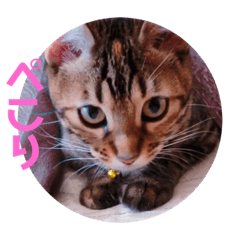 [LINEスタンプ] キキちゃんの毎日使えるスタンプ