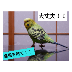 [LINEスタンプ] 鳥さんのピーちゃんのスタンプ第3段