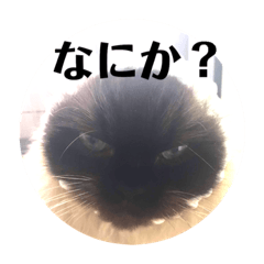 [LINEスタンプ] ヒマラヤンのフォークス