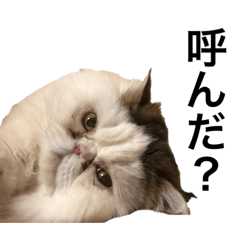 [LINEスタンプ] 飼い猫と野良猫