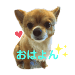 [LINEスタンプ] シニア犬チワワのハクくん1