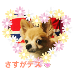 [LINEスタンプ] シニア犬チワワのハクくん Part2(敬語)
