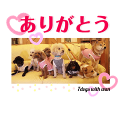 7dogs_1