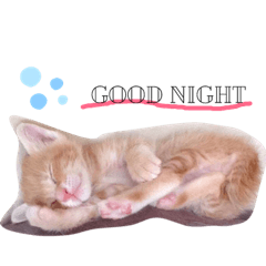 [LINEスタンプ] こんじき丸 茶トラ 時々サリー