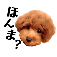 [LINEスタンプ] トイプードルのエイトくん③関西弁風 ver