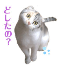 [LINEスタンプ] スコスコあんずちゃん♡❶