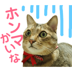 [LINEスタンプ] 保護猫ミーくんとおともだち《第三弾》