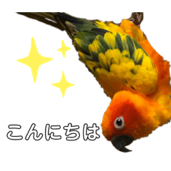 [LINEスタンプ] コガネメキシコインコのスタンプ