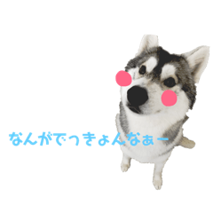 [LINEスタンプ] 讃岐×ハスキー