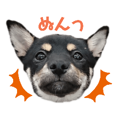 [LINEスタンプ] 柴犬こまうり