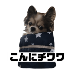 [LINEスタンプ] チワワのルイちゃんのスタンプ