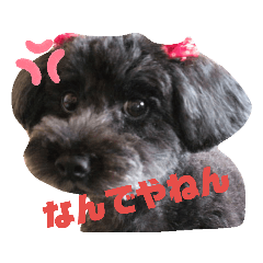 [LINEスタンプ] 関西弁プードル