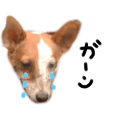 [LINEスタンプ] maruちゃん