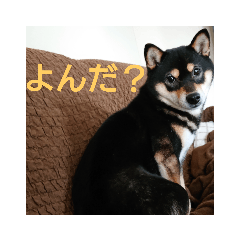 [LINEスタンプ] 黒柴犬花子hanako