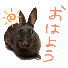 [LINEスタンプ] ウサギのプーチンと猫のチャーちゃん