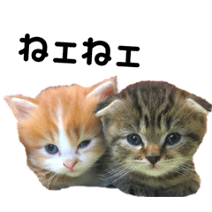 [LINEスタンプ] 仔猫だにゃ〜