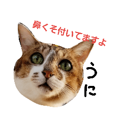 [LINEスタンプ] うにという名のネコ
