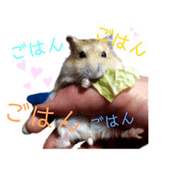 [LINEスタンプ] ハムコンビのスタンプ